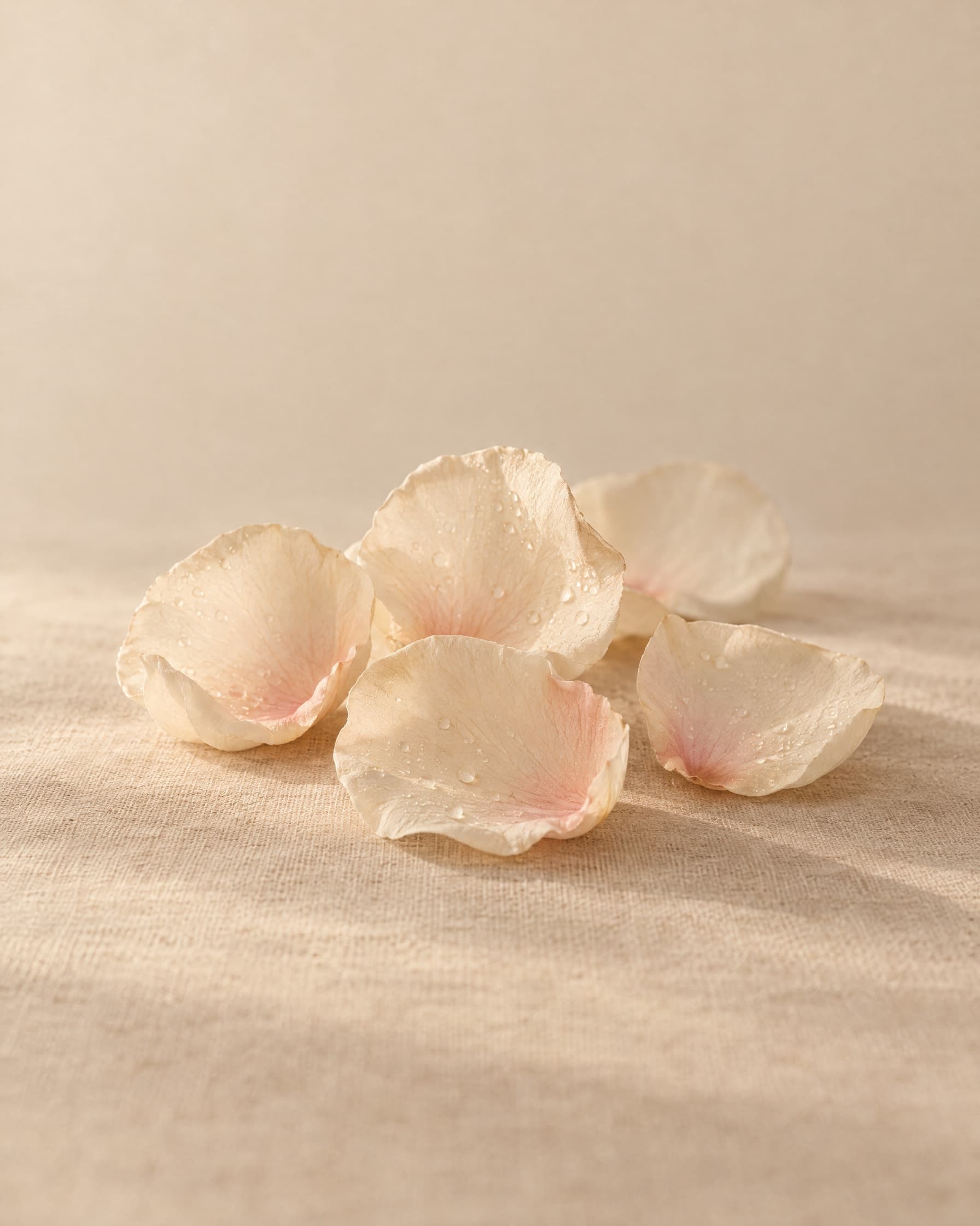 Cream rose petals with fine drops of dew, lit from behind